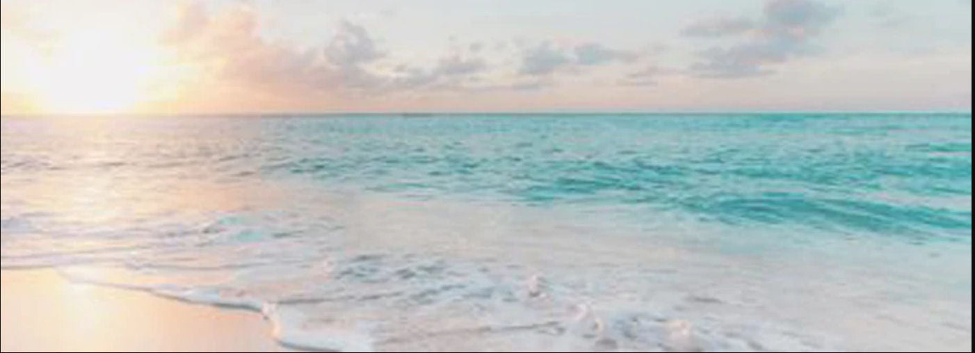 Nicole Barr Conch Shell Collection