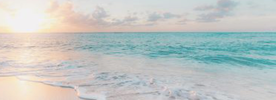 Birds of Sanibel Collection